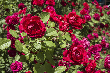 Rose tree, most beautiful roses, rose flowers, colorful colored roses, love symbol roses,

