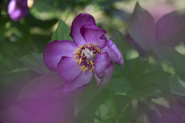 peonia selvatica