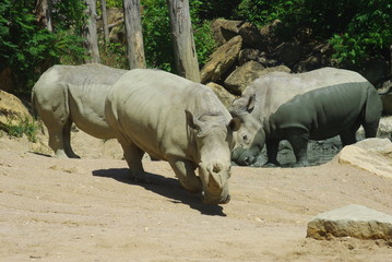 Naklejka premium rhinocéros blanc