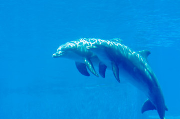 beautiful and lovely dolphins in swimming pool