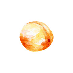 fresh apricot illustration. Hand drawn watercolor on white background.