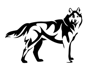 standing husky dog side view black and white vector design © Cattallina