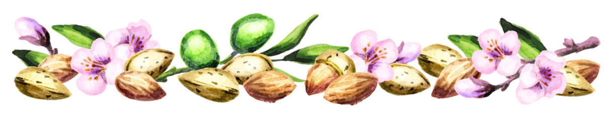 Panoramic image of almonds. Can be used for kitchen skinali. Watercolor