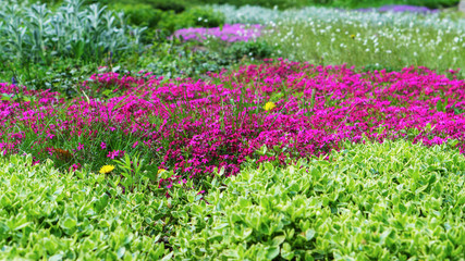 Abstract patttern spring garden colorful purple pink green plants flowers background. Copy space, selective focus.
