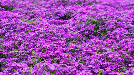 Obraz premium Abstract patttern spring garden colorful purple pink green plants flowers background. Copy space, selective focus.