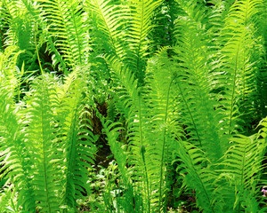 Abstract pattern spring garden forest green fern bracken plants background. Copy space, selective focus.