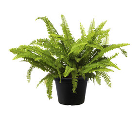 Fern, Green leaf tree plant fresh nature © nespix
