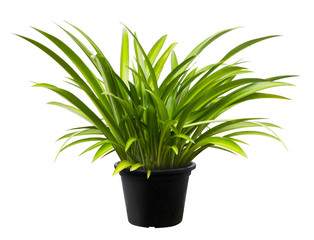 Crinum asiaticum, Green leaf tree plant fresh nature