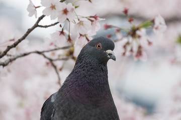dove bird and cherry blossoms