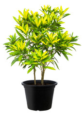 Croton, Green leaf tree plant fresh nature