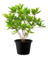 Elaeocarpus grandiflorus, Green leaf tree plant fresh nature