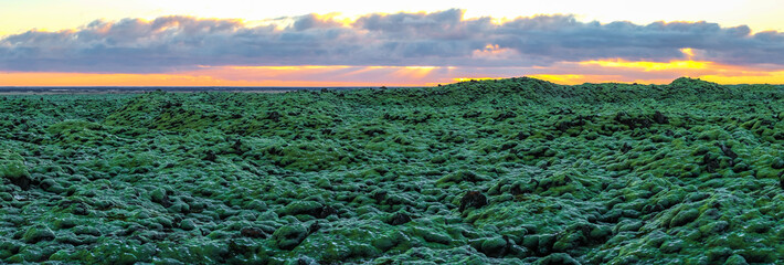 Green moss lava field in Iceland