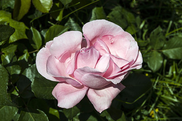 Rose tree, most beautiful roses, rose flowers, colorful colored roses, love symbol roses,

