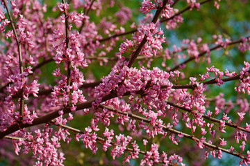 Eastern redbud in blossom (Cercis canadensis). State tree of Oklahoma