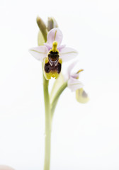orchidea selvatica