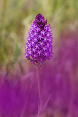orchidea selvatica © maurosanna