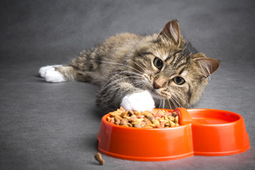 Obraz premium kot ciągnie łapę do miski z jedzeniem