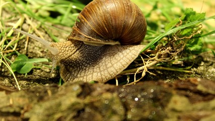 Schnecke