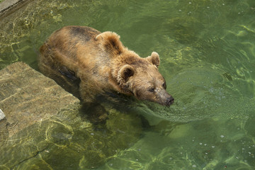 Bär im Wasserbasins des Bärengrabens in Bern, Schweiz