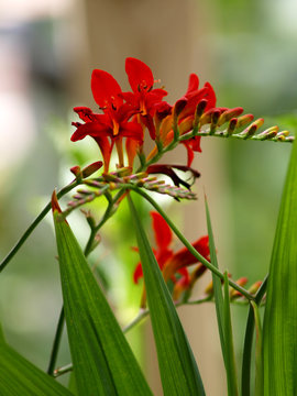 Red crocosmia Lucifer at garden with blurred background