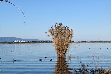 琵琶湖のヨシ