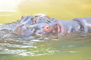 Hippopotamus