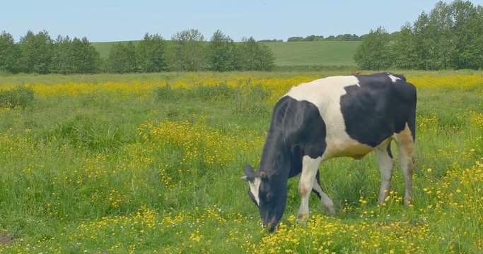 Cow eats grass in the meadow on summer pasture.