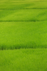 Fototapeta na wymiar Rice fields, terraces, plantation, farm. An organic asian rice farm and agriculture. Young growing rice,Thailand