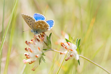 Blue butterfly in sun on white flower
