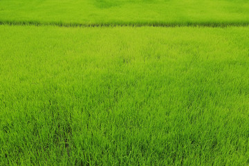 Obraz na płótnie Canvas Rice fields, terraces, plantation, farm. An organic asian rice farm and agriculture. Young growing rice,Thailand