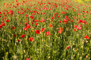 Fototapeta premium Poppy field