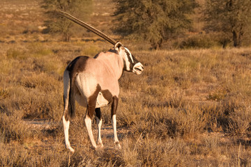 Young Oryx staring into the setting sun