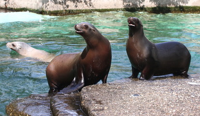 Fototapeta premium Pair of excited male California sea lions (Zalophus californianus) on the shore.