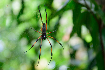 Palmspinne