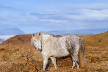 A white horse in a farm