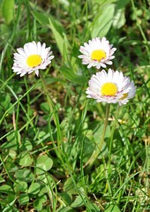 Fototapeta premium The daisy flower blossomed 