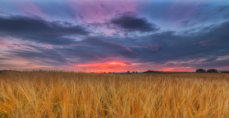 Obraz na płótnie Canvas Yellow cereal field under a cloudy sunrise