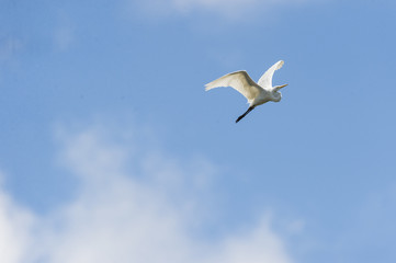 Fototapeta na wymiar Great Egret blue sky clouds