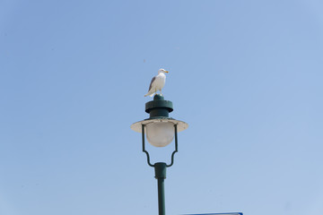 seagul on lamp