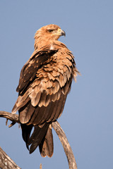 Tawny Eagle keeping a beady eye open for prey