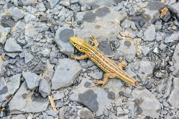 Lizard without tail