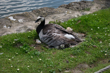 Ducks