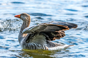 Eine Graugans (Anser anser) © foto_tech