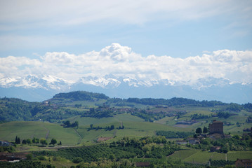 Fototapeta na wymiar Vineyards of Langhe, Piedmont - Italy