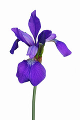 Siberian iris (Iris sibirica). Image of flower isolated on white background