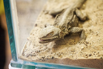 Central Bearded Dragon or Pogona vitticeps