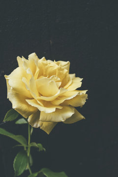 Fototapeta Yellow roses on a black background