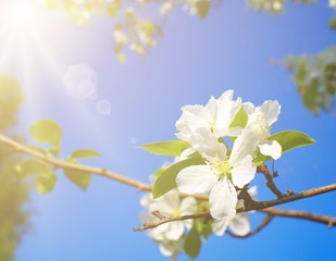 Flowering apple tree against clear sky under sunlight