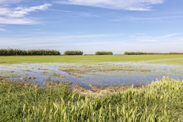 Reisanbau in der Camargue, Südfrankreich