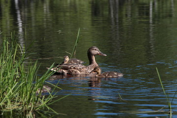 duck